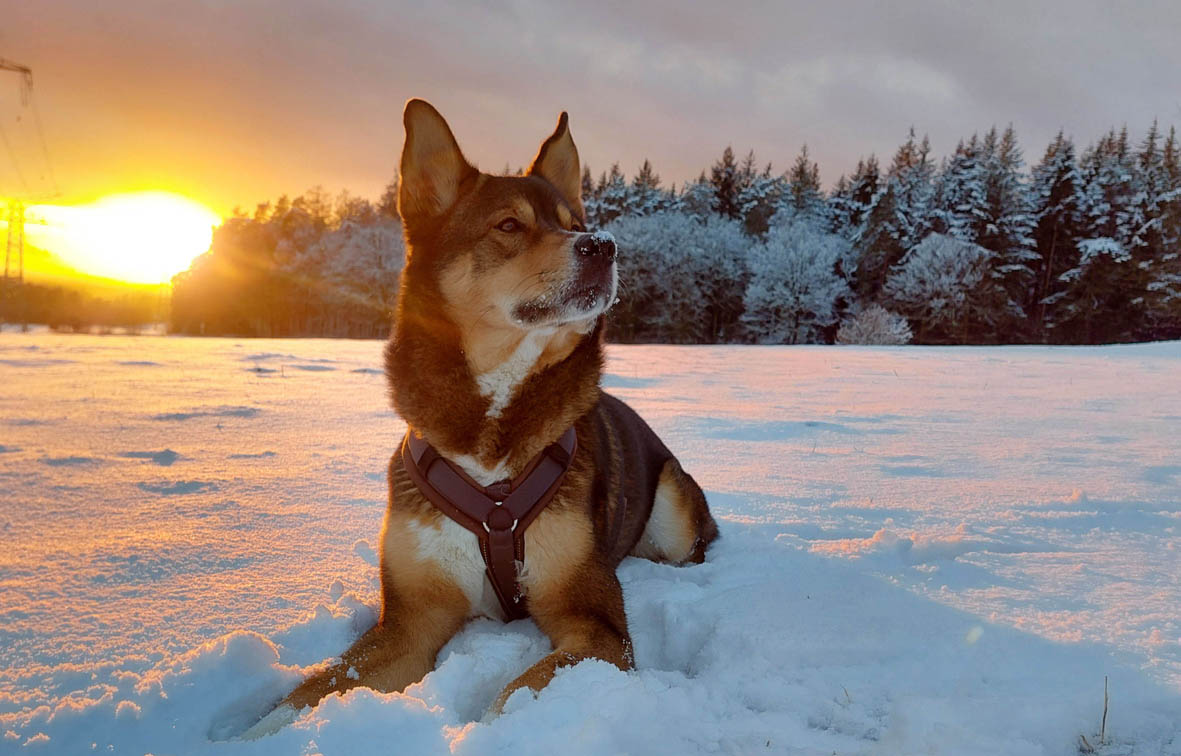 Akita-Inu im Schnee Kompass Hundetraining in Bielefeld