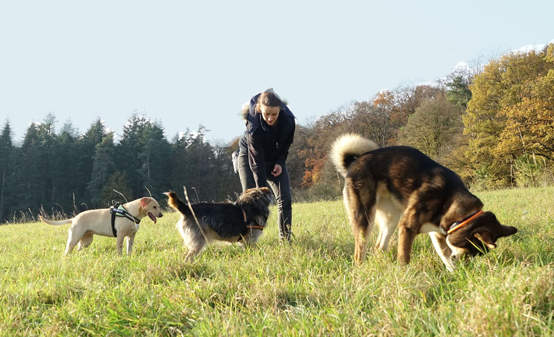 Hundetrainerin trainiert auf Wiese mit mehreren Hunden in Bielefeld Kompass-Hundetraining
