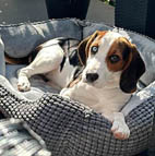 Beagle im Hundetraining Bielefeld Eckardtsheim Kompass Hundetraining