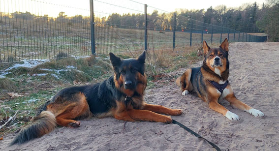 Schäferhund und Akita-Mix liegen in der Senne beim Begegnungstraining Kompass-Hundetraining Bielefeld
