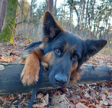 Schäferhund liegt im Wald Ruhetraining Kompass-Hundetraining Bielefeld Senne