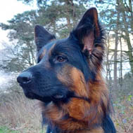 Schäferhund im Hundetraining in Bielefeld Senne Kompass Hundetraining