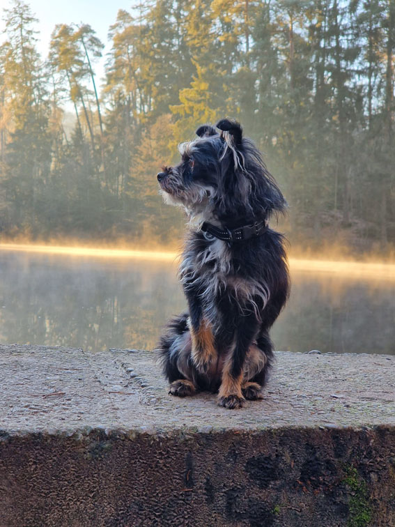 Hundeschule Bielefeld Tierschutzhund Kompass Hundetraining
